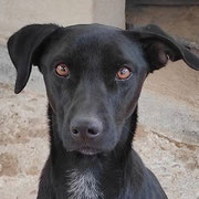 Verona adoptée en Espagne