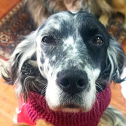 Steicy adoptée dans les Bouches-du-Rhône