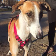 Zuri adoptée dans le Var