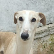 India adoptée dans le Jura