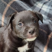 Smoke adopté en Espagne