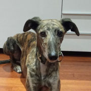 Dina adoptée en Haute-Vienne