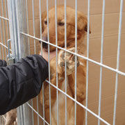 WILLY en pension en Espagne sorti de la fourrière par Claudia