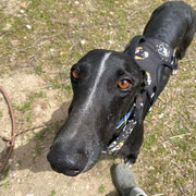 Willi adopté dans la Creuse