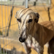 Indiana adoptée en Ille-et-Vilaine