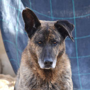 Hansel adopté dans la Nièvre 
