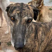 Trevor adopté en Espagne