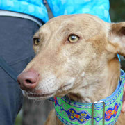 Lano adopté dans les Pyrénées-Atlantiques