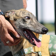 Rayo adopté dans le Loir-et-Cher