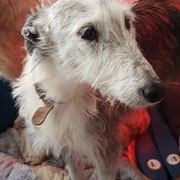 Missouri adoptée dans le Lot-et-Garonne