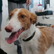 Juan adopté en Charente