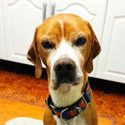 Horus adopté en Seine-et-Marne