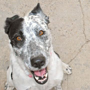 Nicole adoptée en Suisse