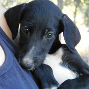 Breana adoptée dans le Var