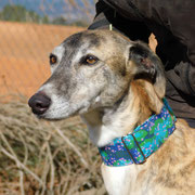 Flamenco adopté dans le Gers