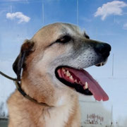 Capi adopté en Espagne