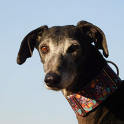 Glori adoptée dans les Alpes-Maritimes