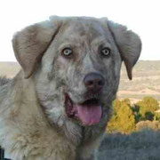 Neus adoptée dans le Var