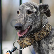 Torcaz adoptée en Moselle