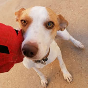 Pima adoptée en Aveyron