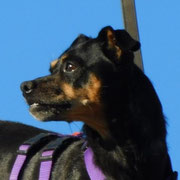 Viela adoptée en Gironde