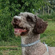 Drako adopté en Espagne