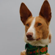 Vigo adopté en Espagne