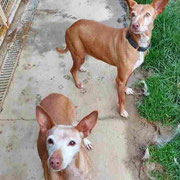 Curie et Galia adoptées dans le Vaucluse