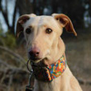 Cana adopté dans le Lot-et-Garonne