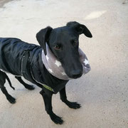 Vito adopté en Espagne