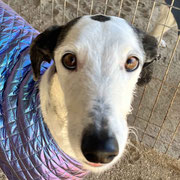 Peregrino adopté dans les Pyrénées-Orientales