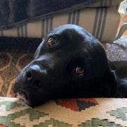 Chico adopté en Gironde