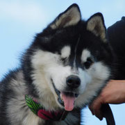 Ares adopté en Suisse