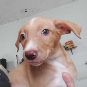 Liam adopté dans les Pyrénées-Orientales