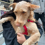 Teo adopté en Espagne