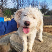 Milo adopté dans les Deux-Sèvres