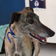 Pam adoptée dans les Pyrénées-Atlantiques