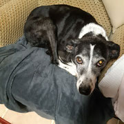 Brisca adoptée dans l'Yonne