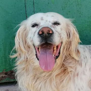 Tirso adopté dans les Côtes d'Armor