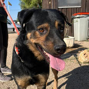Freddie adopté en Haute-Garonne