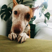 Rocky adopté en Espagne