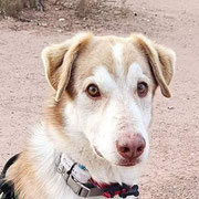 Makale adopté en Espagne