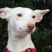 Tipex adoptée en Haute-Saône