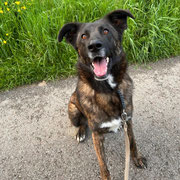 Lana adoptée dans l'Yonne