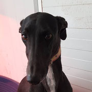 Michigan adopté dans les Deux-Sèvres