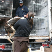 Chargement des chiens à Cuenca