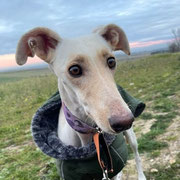 Turka adoptée dans le Finistère