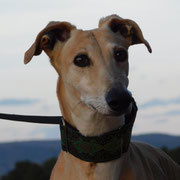 Verdina adoptée en Haute-Vienne