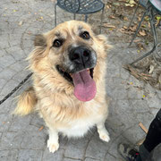 Nimeria adoptée dans le Puy-de-Dôme