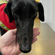 India adoptée en Espagne